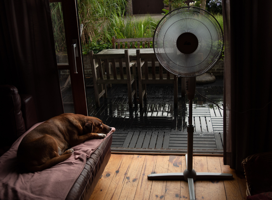 A dog rests on a couch near a pedestal fan that blows in front of an open screen door