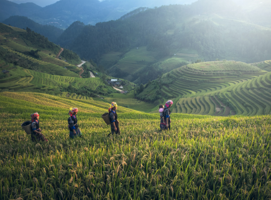 Four tea workers wearing colourful headscarves and baskets on their back walk across a field. In the background are hills with rows of tea plants.