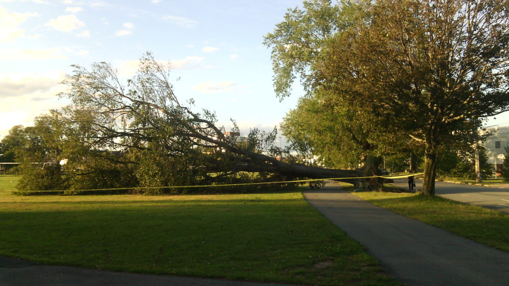 A large tree rests on its side, blocking a walking path in a park. The path is also blocked off with yellow caution tape.