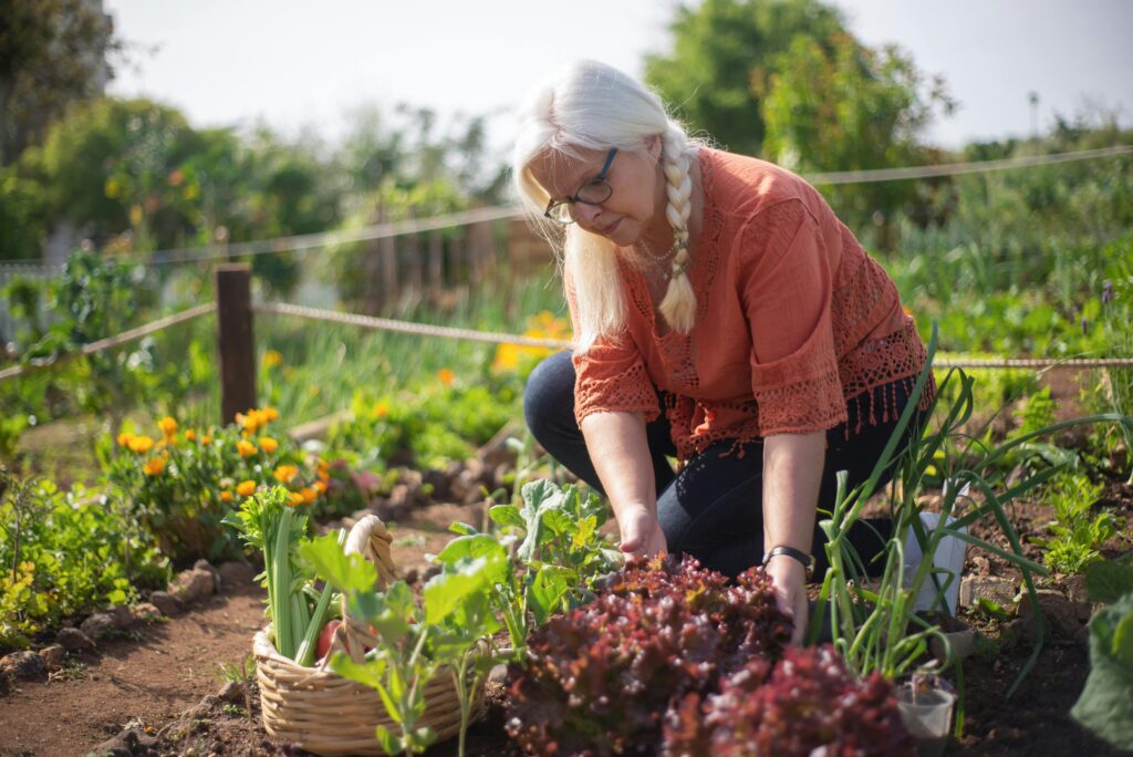 A woman with white hair and glasses, wearing a red shirt, crouches down in a garden full of leafy greens.