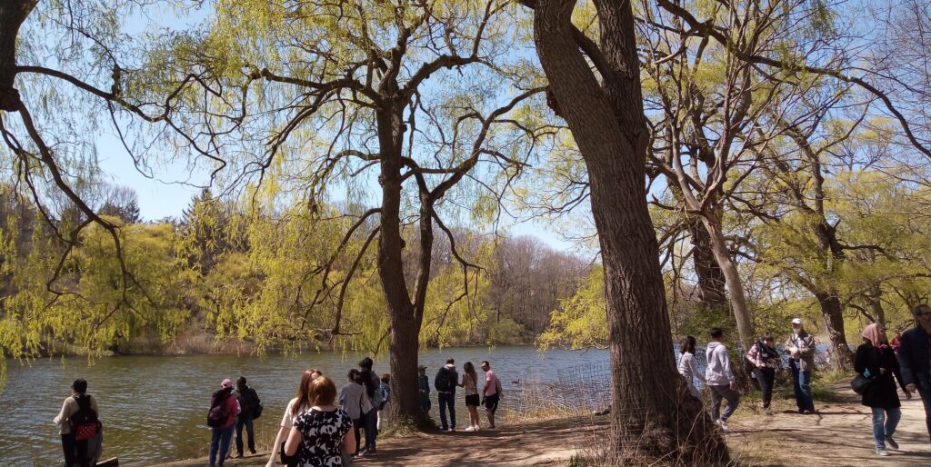 Small groups of people stand under weeping willow trees next to a pond on a sunny day.