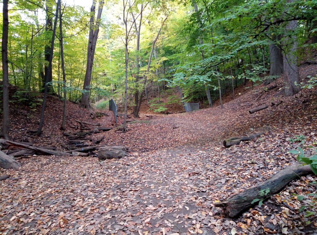 Brown leaves carpet the floor of a ravine with green trees in the background.