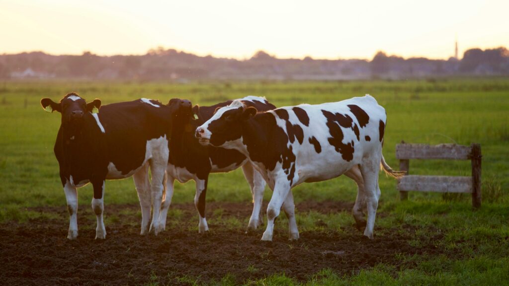 Three cows in a field at sunset.