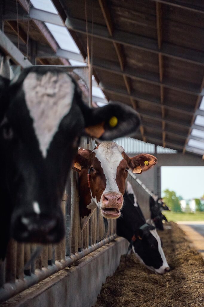 A brown-and-white cow sticks her head out from between bars, surrounded on either side by other cows.